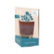 Color: Burgundy: Wildflower w/ Daisy Seeds (Modern Sprout) Modern Sprout® Glow & Grow Live Well Gift Set