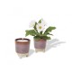 Color: Burgundy: Wildflower w/ Daisy Seeds (Modern Sprout) Modern Sprout® Glow & Grow Live Well Gift Set