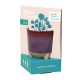 Color: Burgundy: Wildflower w/ Daisy Seeds (Modern Sprout) Modern Sprout® Glow & Grow Live Well Gift Set