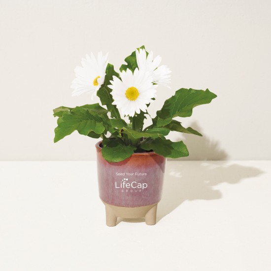 Modern Sprout® Glow & Grow Live Well Gift Set Modern Sprout® Glow & Grow Live Well Gift Set