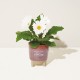 Color: Burgundy: Wildflower w/ Daisy Seeds (Modern Sprout) Modern Sprout® Glow & Grow Live Well Gift Set