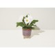 Color: Burgundy: Wildflower w/ Daisy Seeds (Modern Sprout) Modern Sprout® Glow & Grow Live Well Gift Set