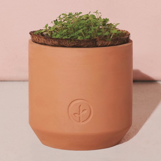 Modern Sprout® Tiny Terracotta Grow Kit Thank You Daisies Modern Sprout® Tiny Terracotta Grow Kit Thank You Daisies