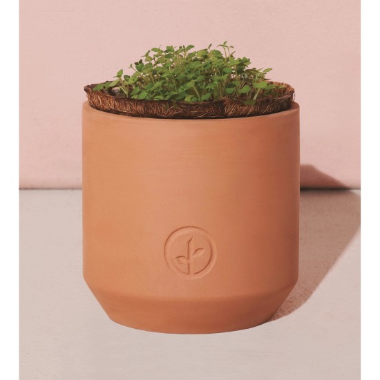 Modern Sprout® Tiny Terracotta Grow Kit Thank You Daisies Modern Sprout® Tiny Terracotta Grow Kit Thank You Daisies
