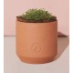 Modern Sprout® Tiny Terracotta Grow Kit Thank You Daisies Modern Sprout® Tiny Terracotta Grow Kit Thank You Daisies
