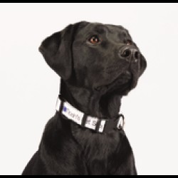 Full Color 1" Wide Adjustable Pet Collar