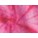 Fuchsia (Dyenomite)