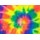 Fluorescent Rainbow Spiral (Dyenomite) 