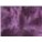 Purple (Dyenomite)